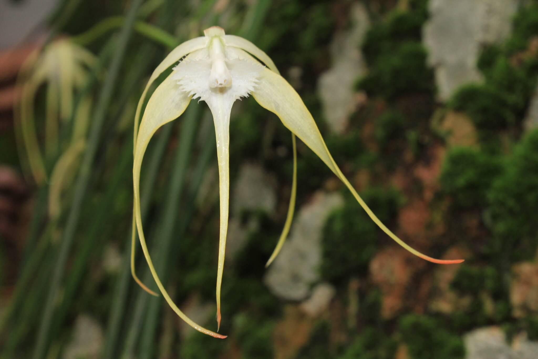 Brassavola cucullata